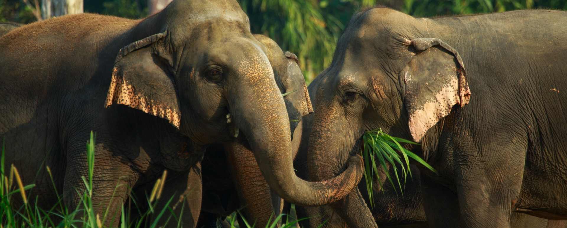 Elephants   
