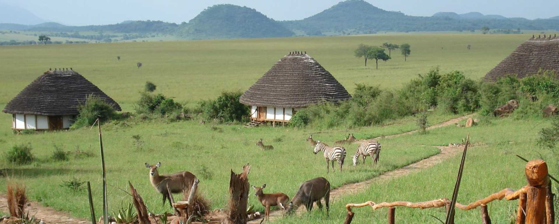 Waterbuck and Zebra around the cottages - Apoka Lodge
