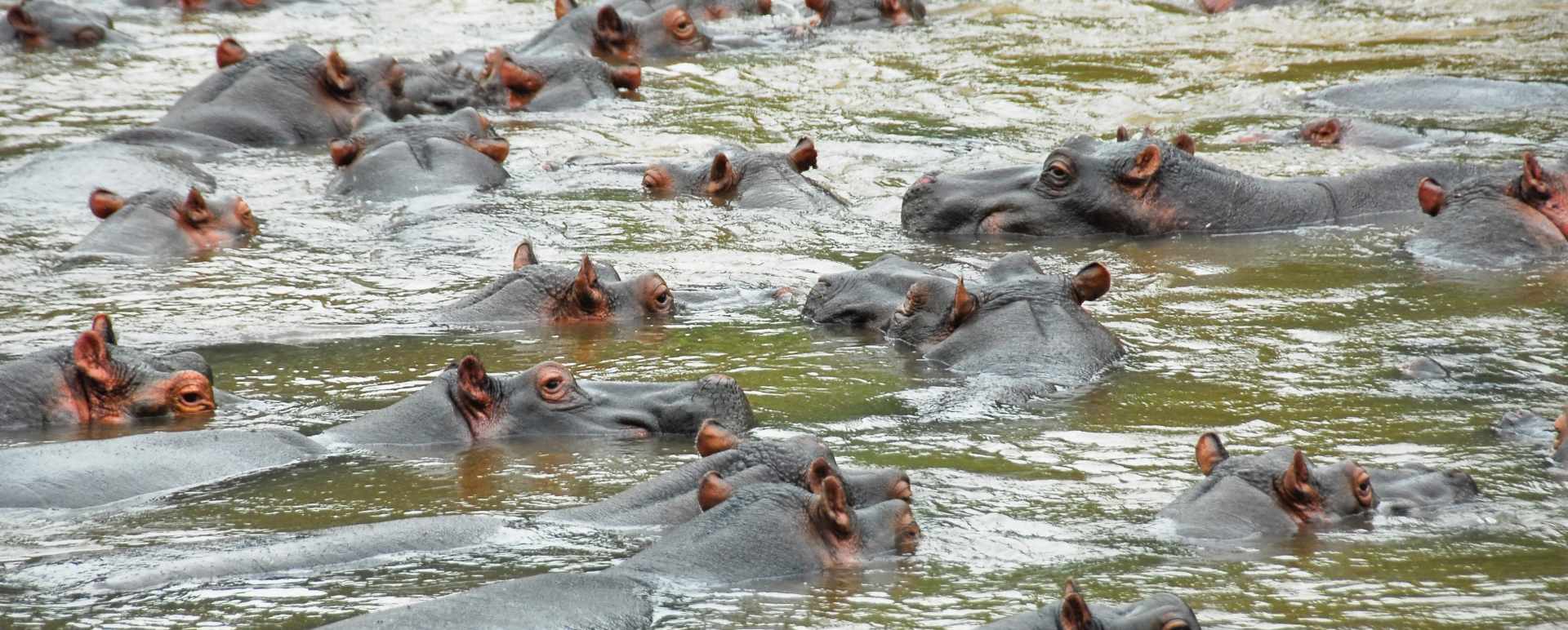 Hippo  