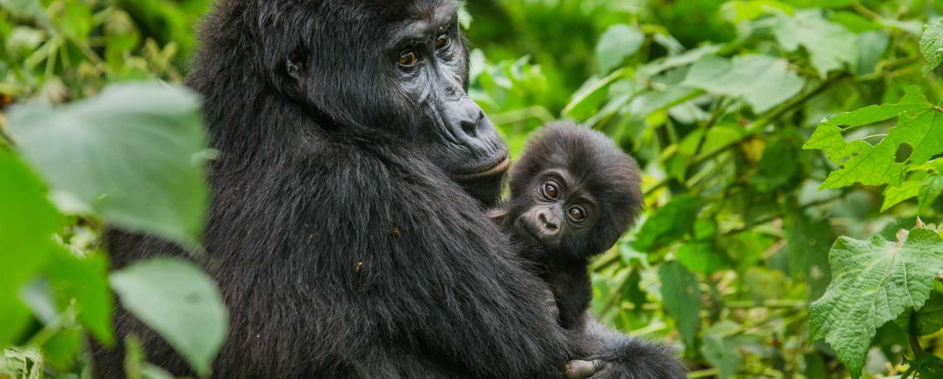 Gorilla  