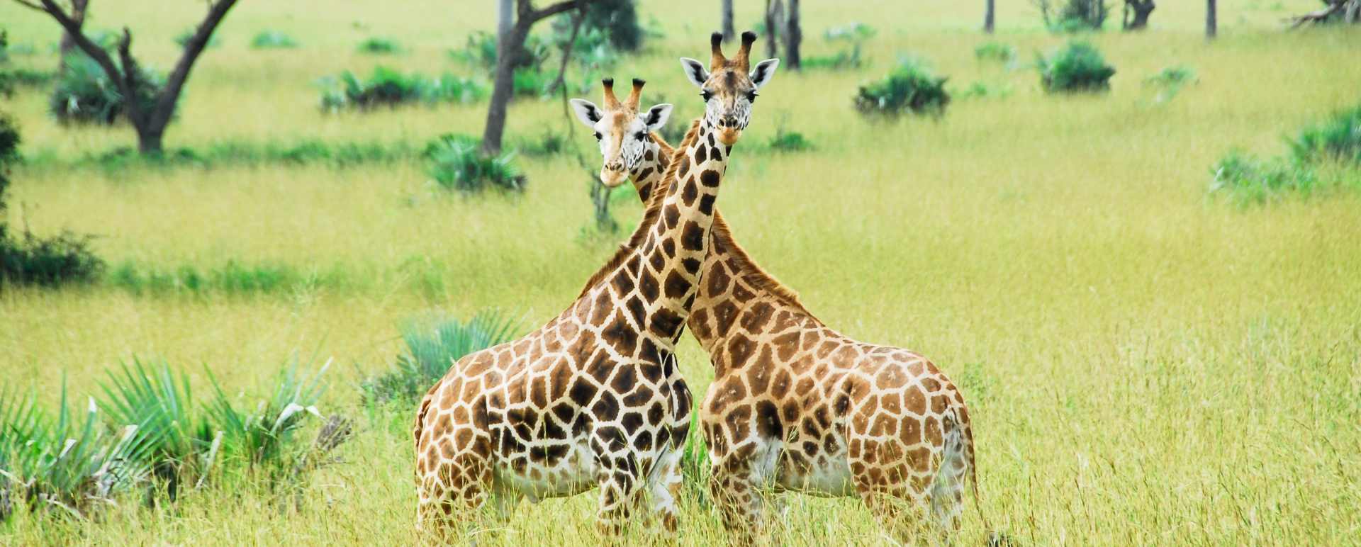 Giraffe  