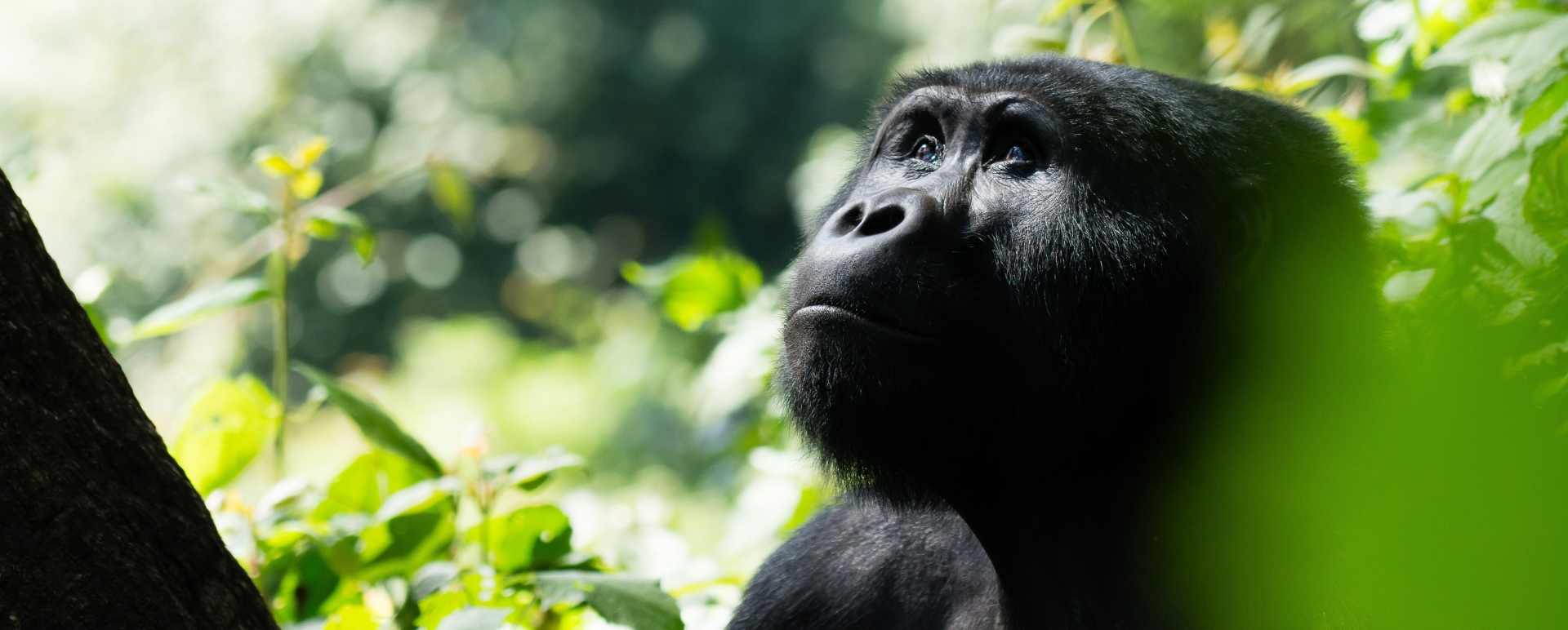 Gorilla  