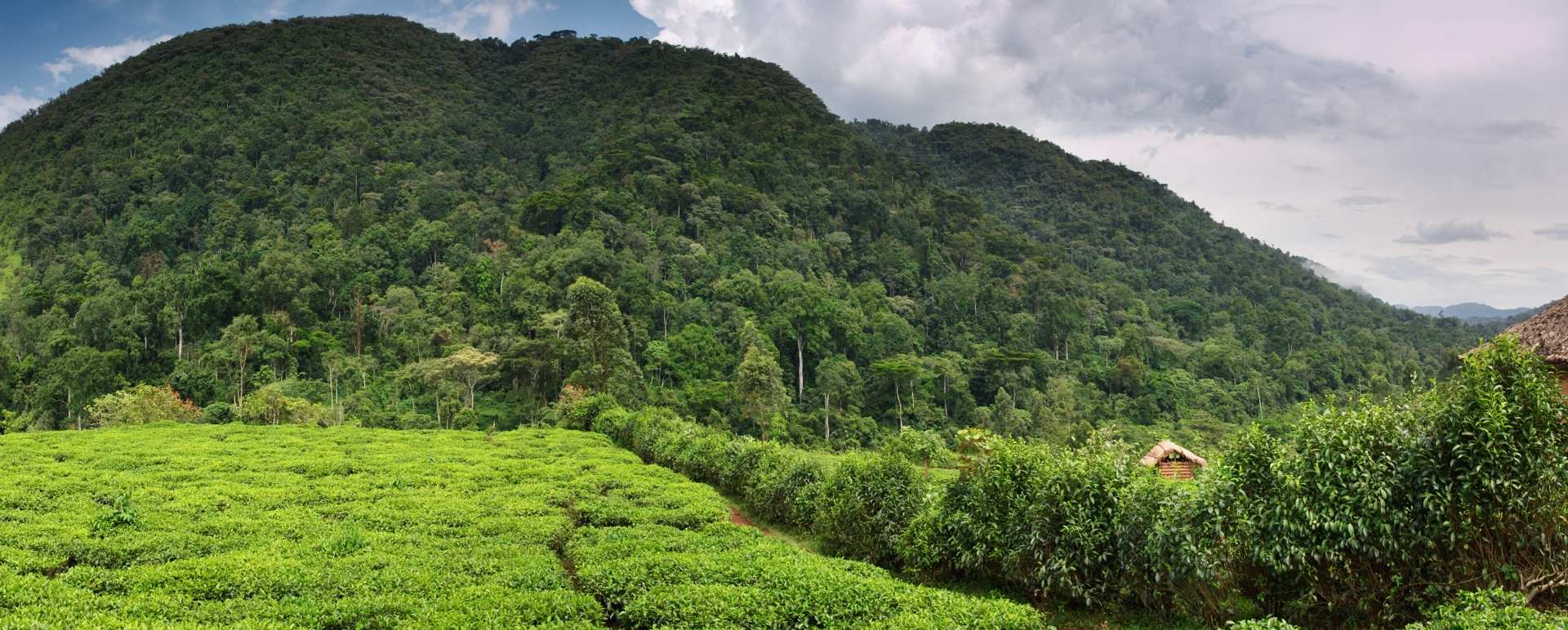 Bwindi Impenetrable Forest  