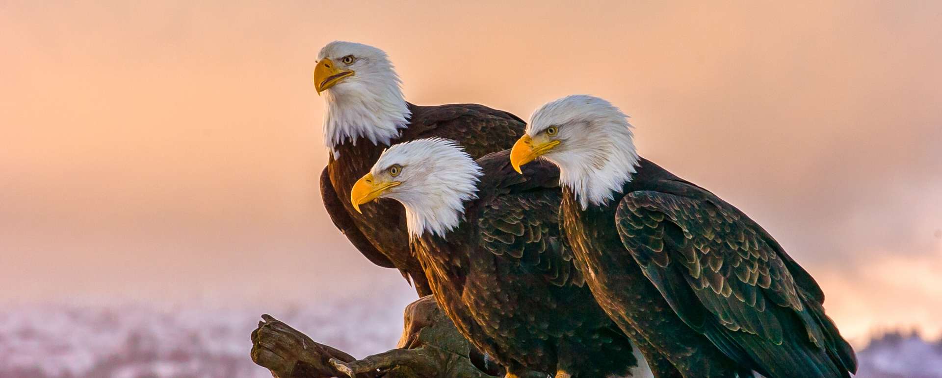 Bald Eagles in Redoubt Bay - Redoubt Bay Lodge