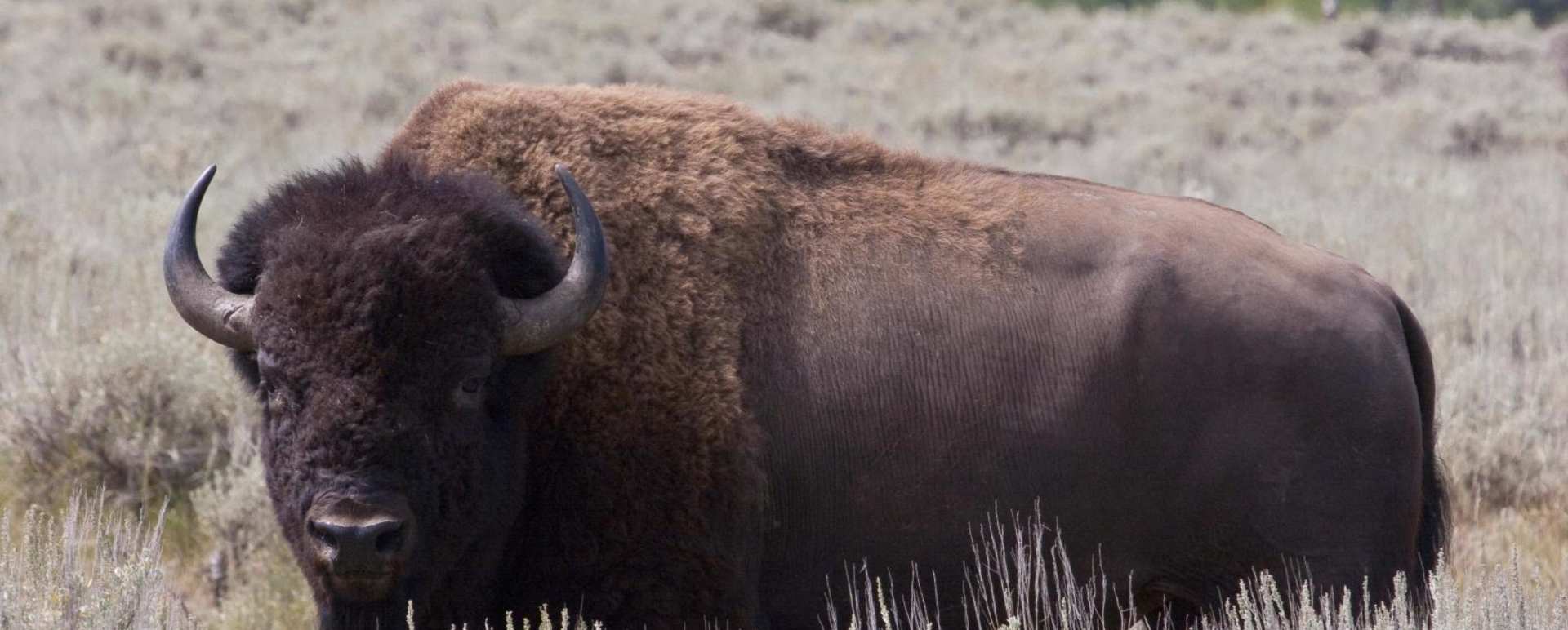 Full day Grand Teton Wildlife Safari