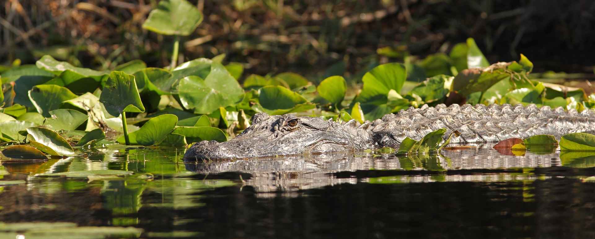 Alligator - Classic Georgia and South Carolina