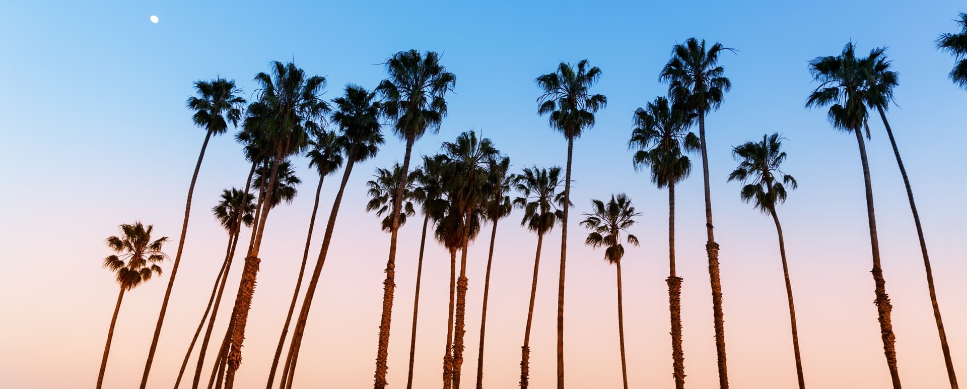 Palm Trees  