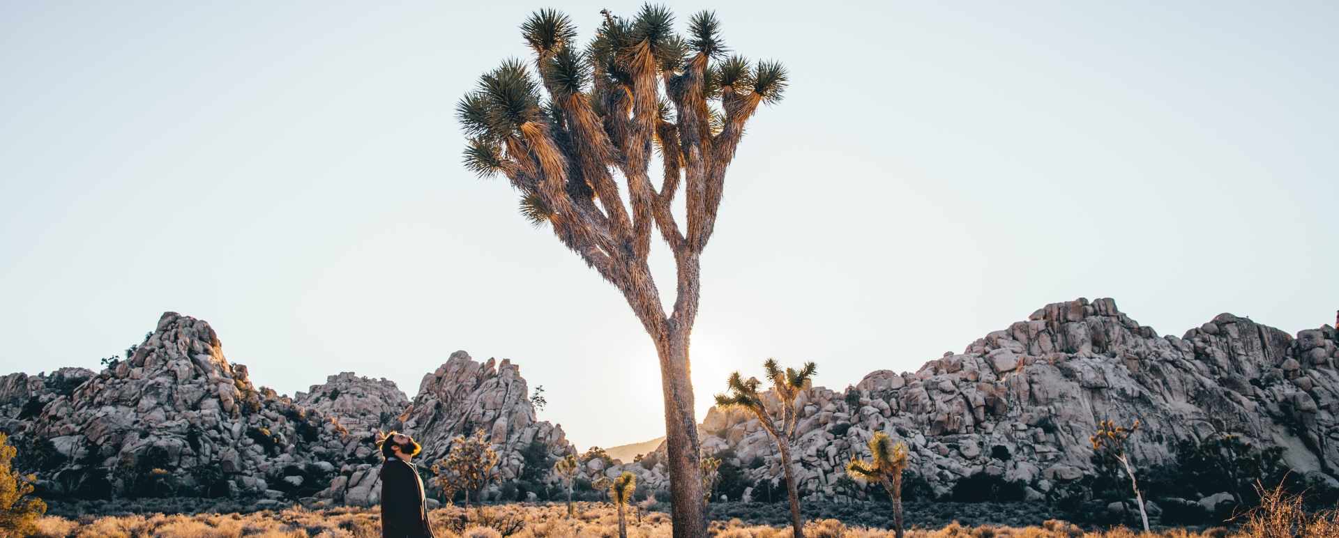 Joshua Tree National Park  