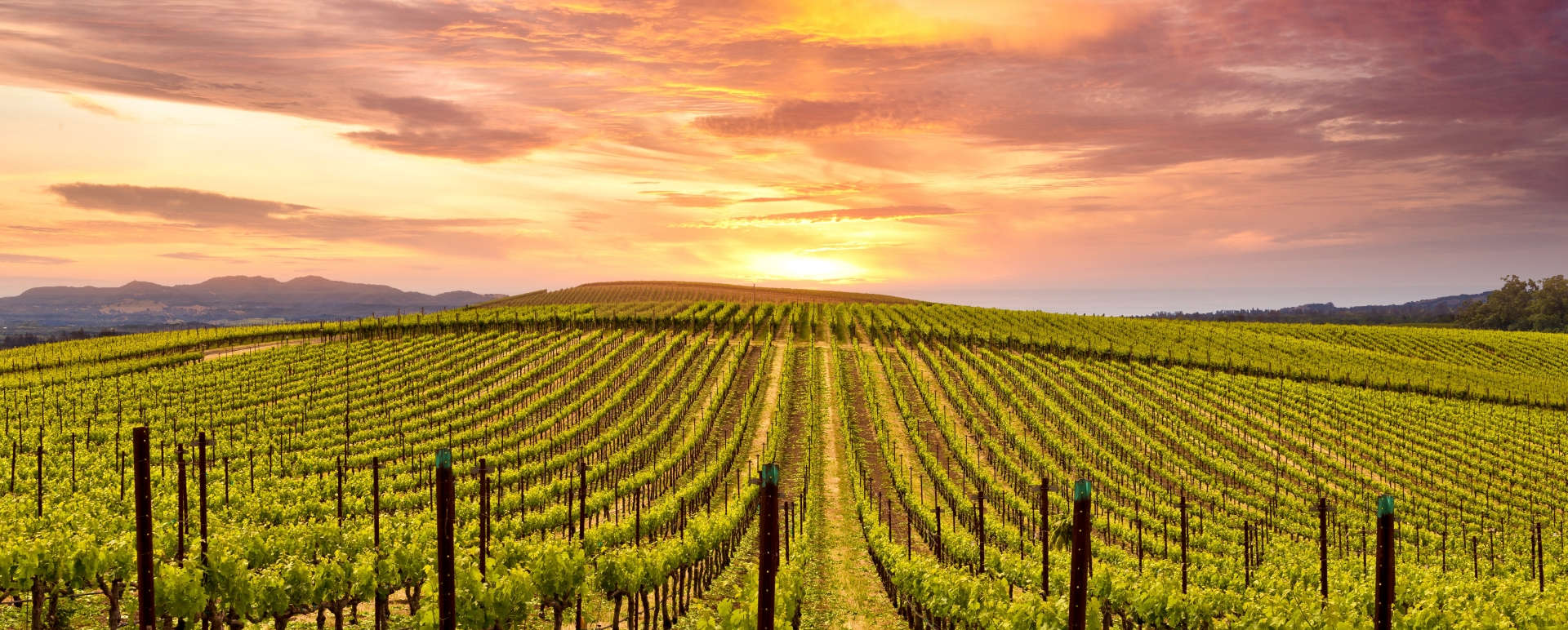 Napa Valley