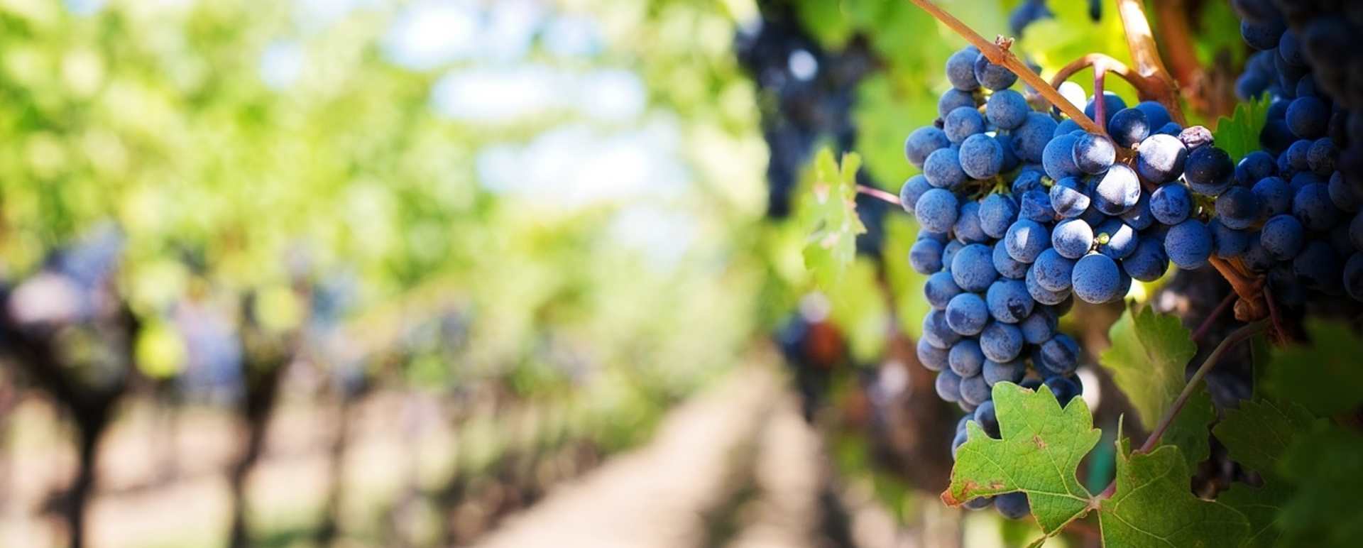 Sonoma