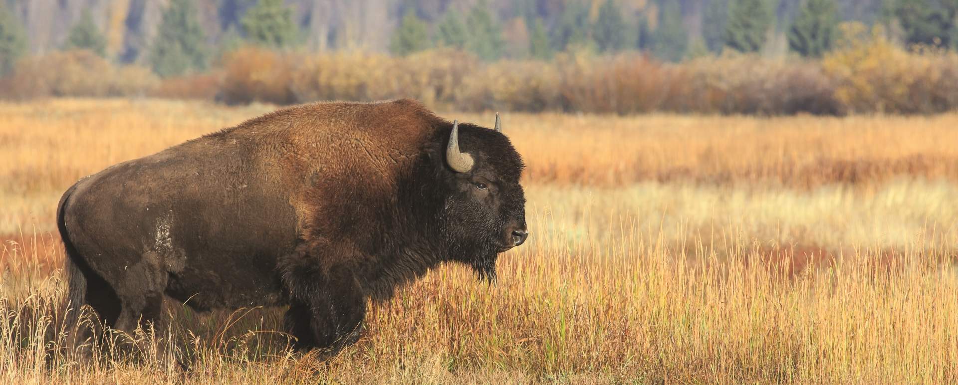 Yellowstone Grand Teton National Parks