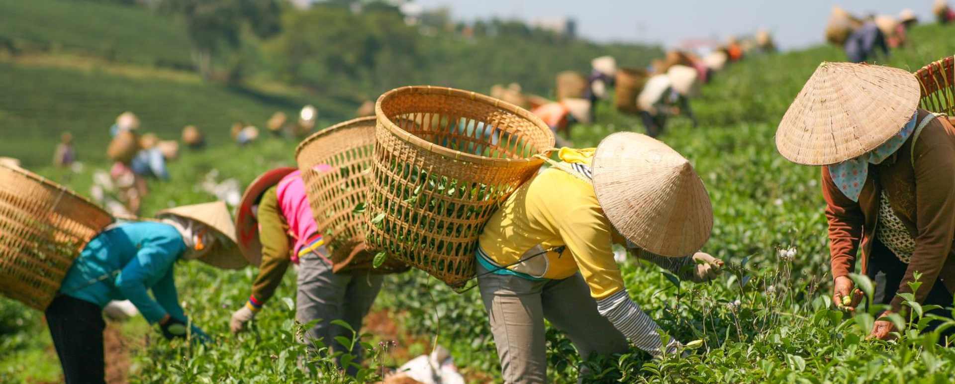 Locals farming - Explore Vietnam