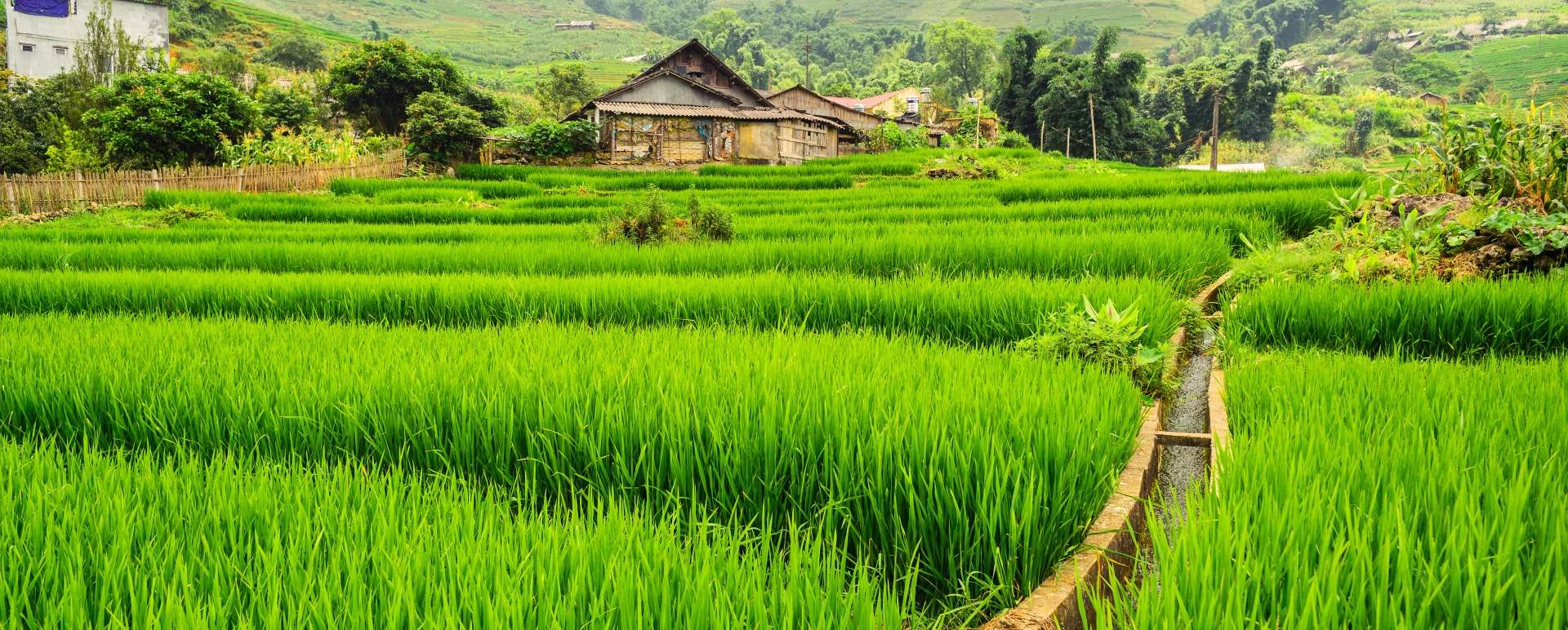 Sapa 