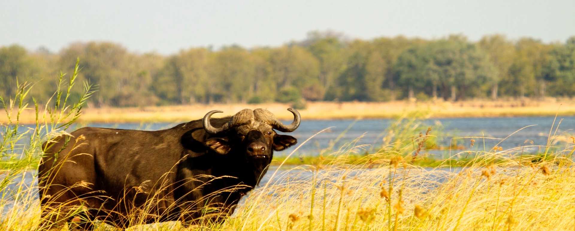 Buffalo - 