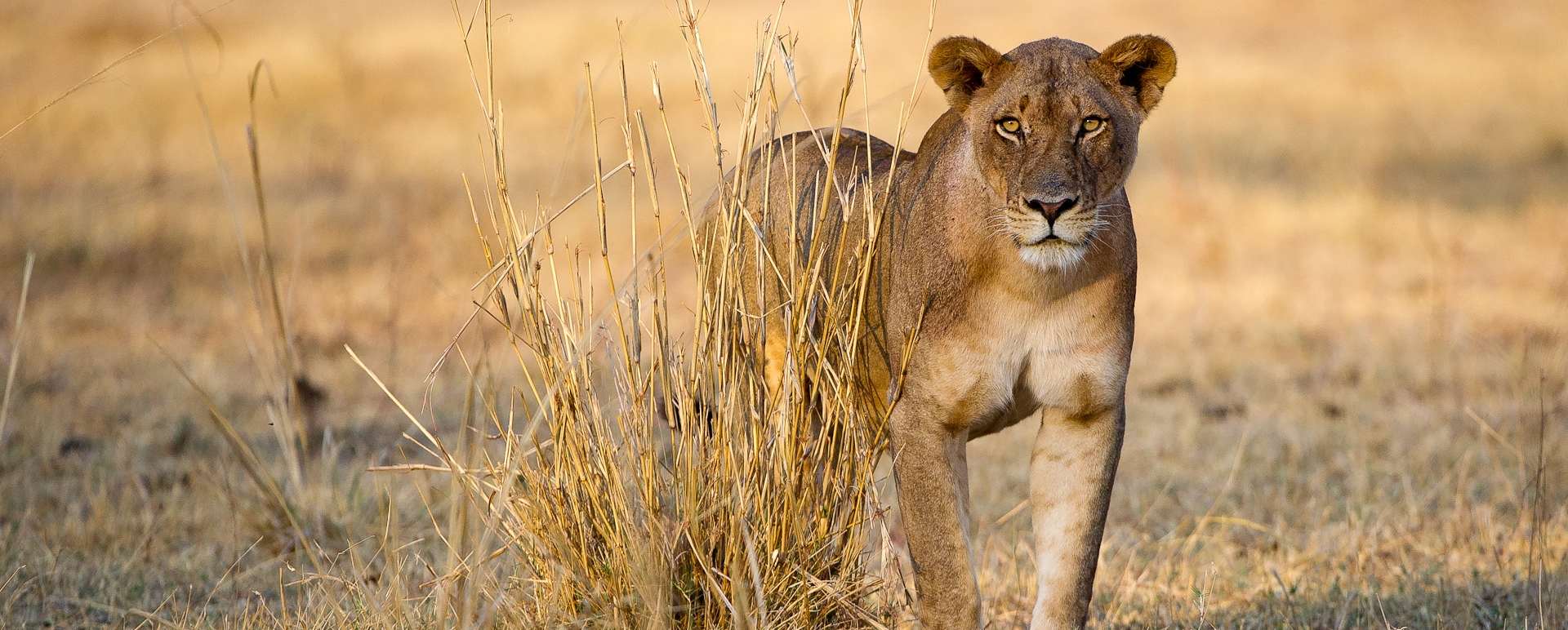 Lion - Best of Zambia