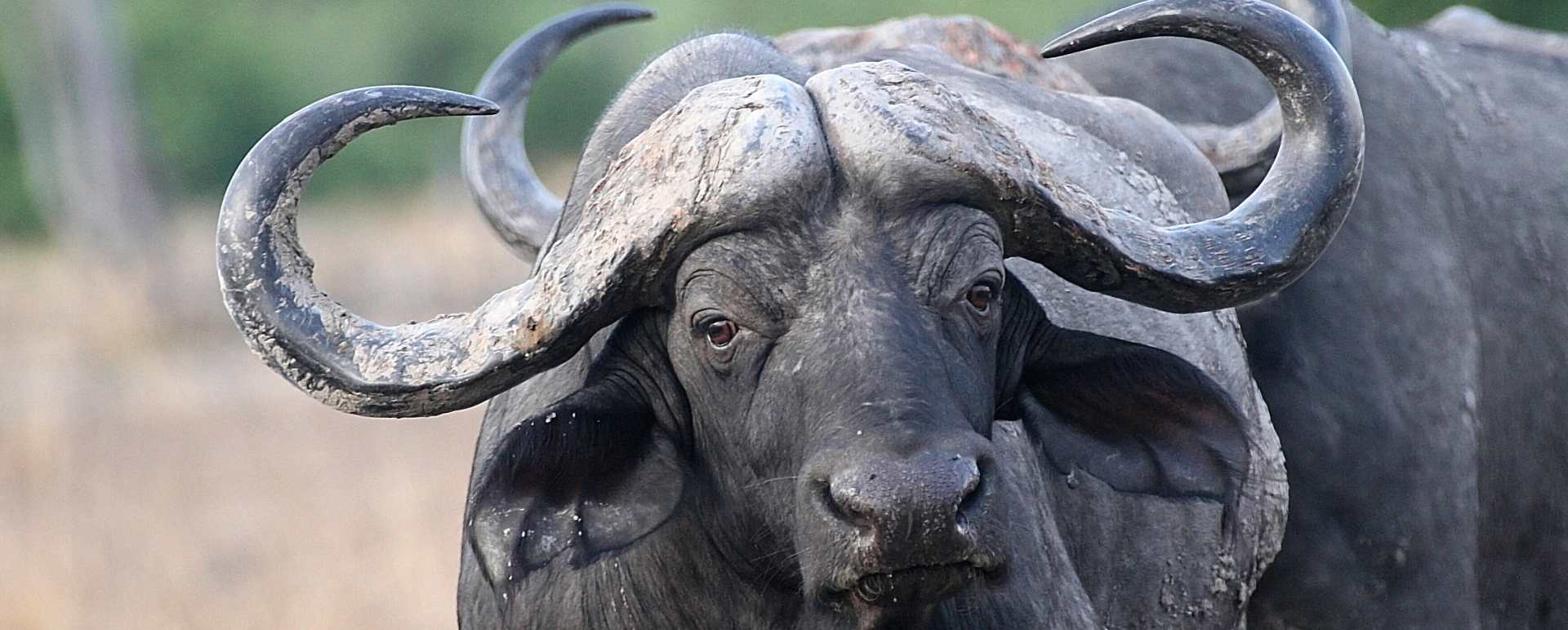 Buffalo - Best of Zambia