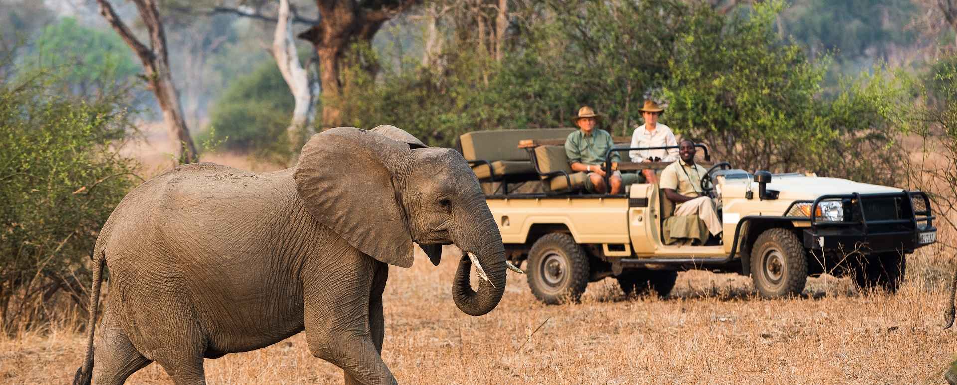 Game drive with elephant - Walk Zambia