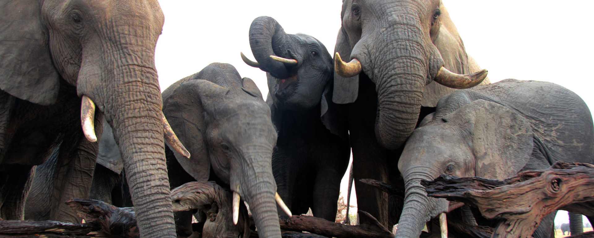 Nehimba - Elephants drinking from the pool