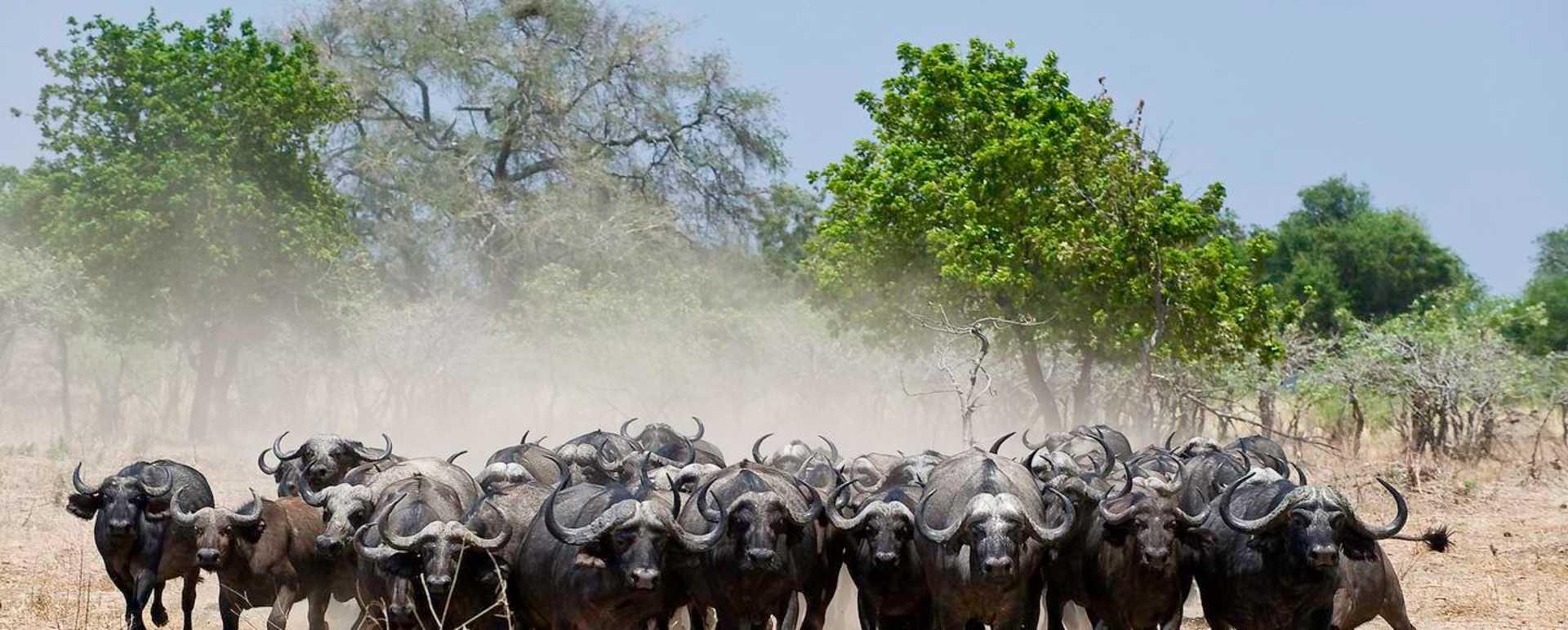 Buffalo - Rukomechi Camp