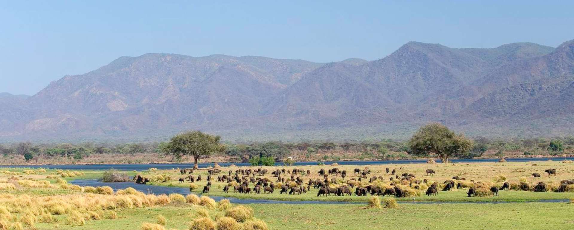 Buffalo on the flood plain - Rukomechi Camp