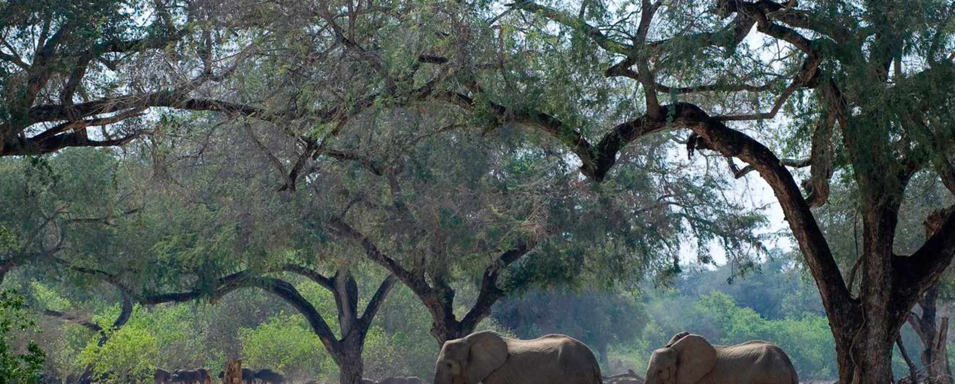 Elephant family - Rukomechi Camp