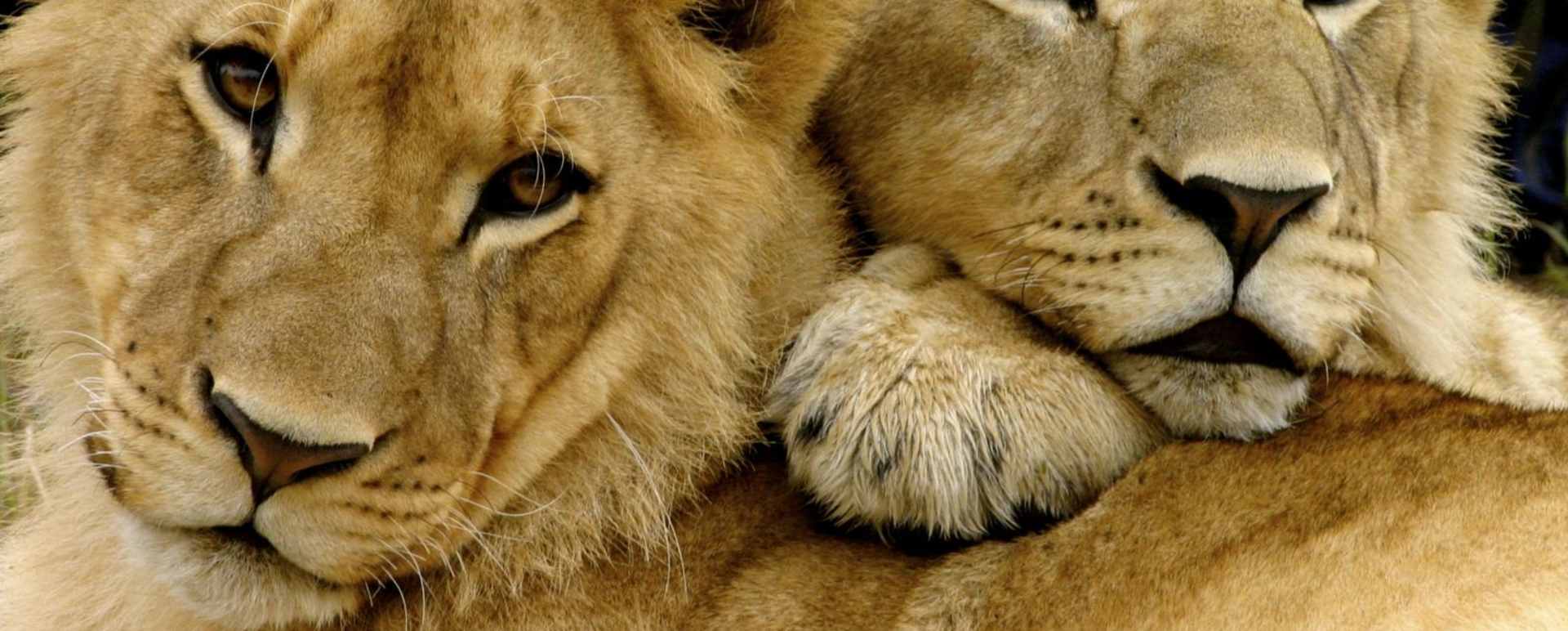 Young lion pair - Zimbabwe in style