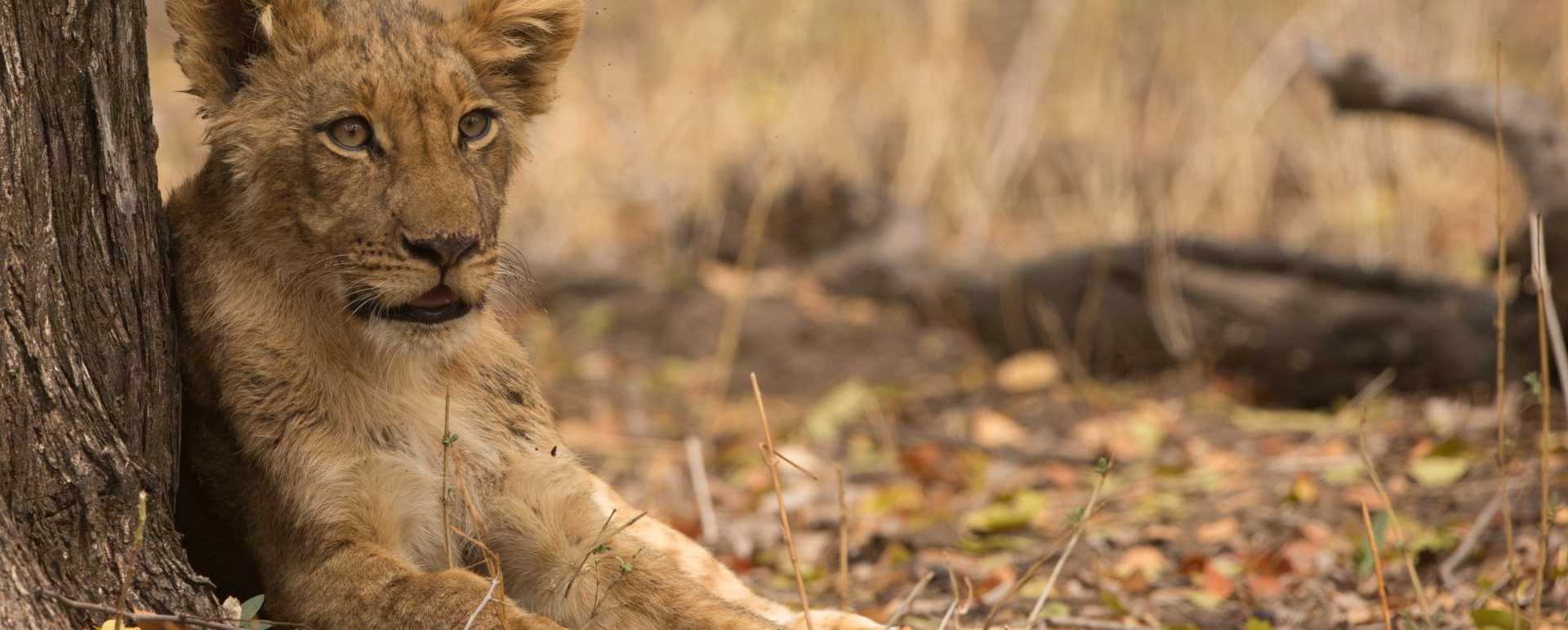 Lion in Hwange