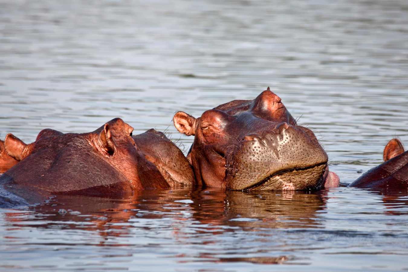 Hippo 