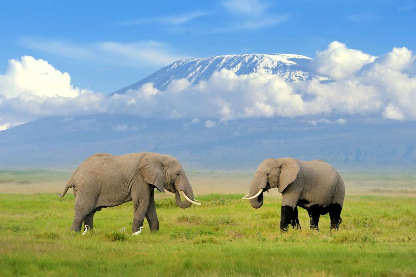 Elephants - Kilimanjaro