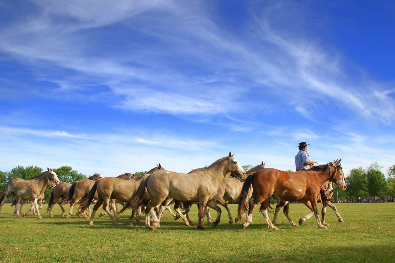 Pampas Gaucho 