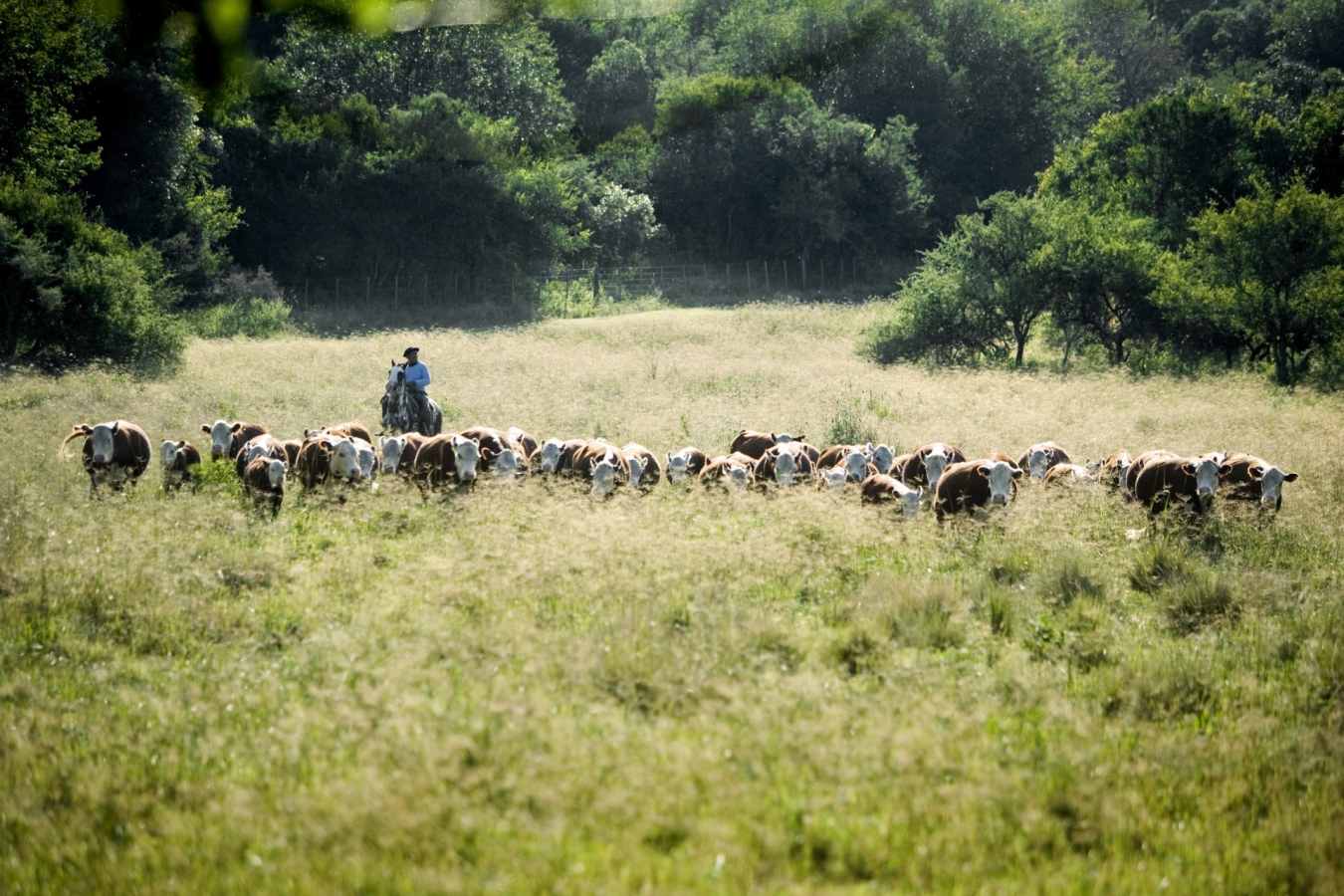 Gaucho 