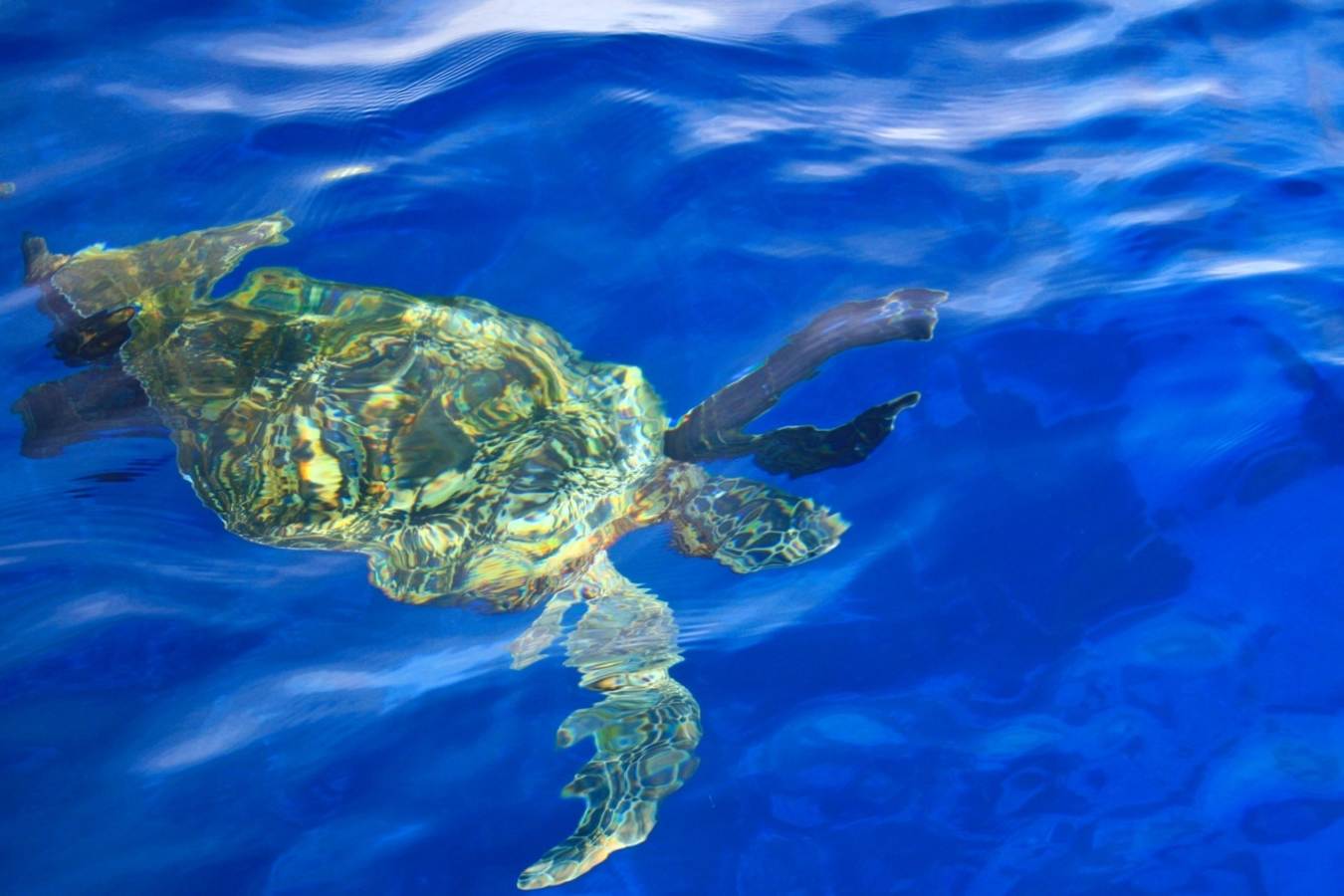 Turtle - Arajilla