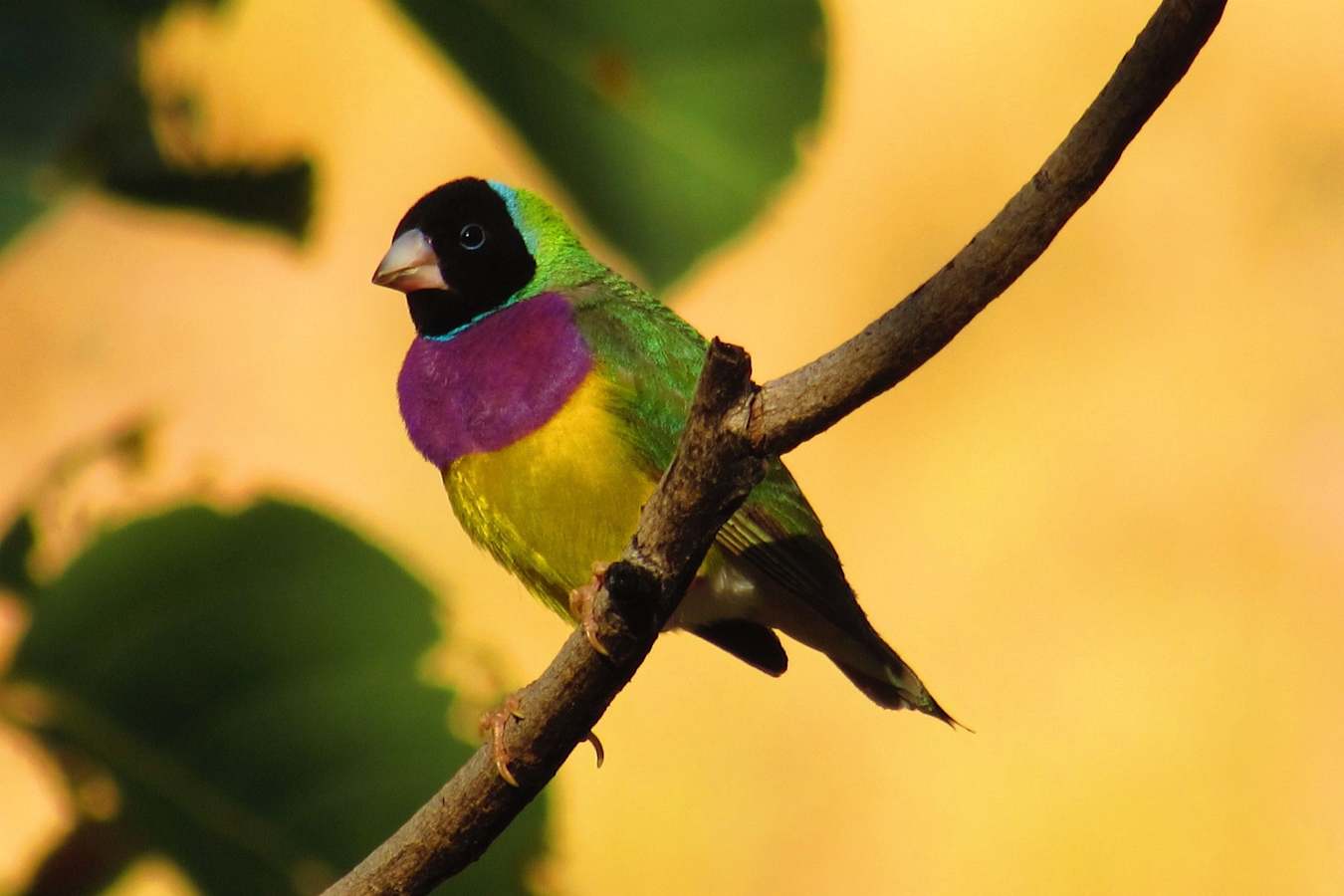 Gouldin Finch - El Questro Homestead 