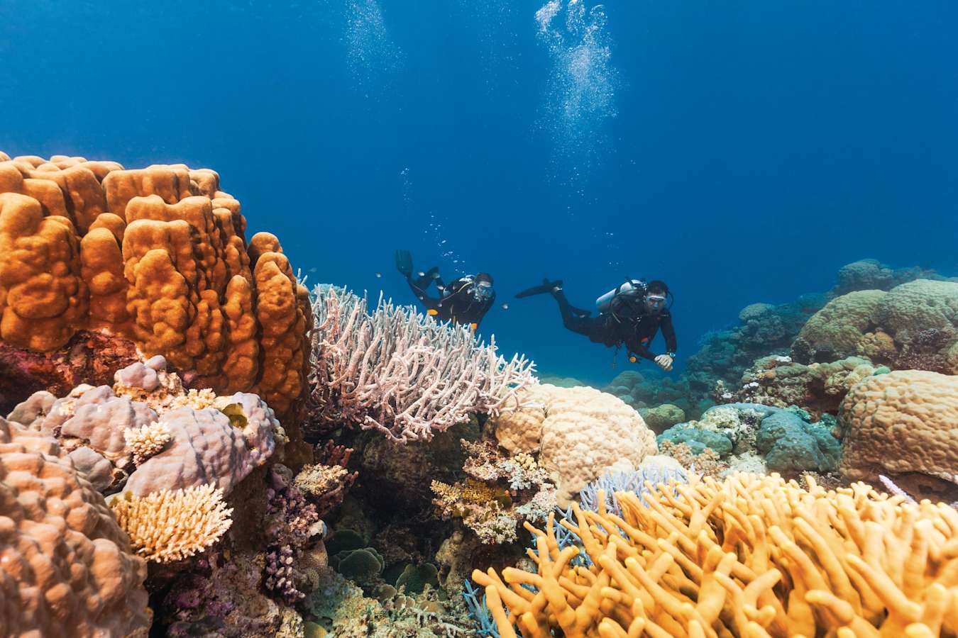 Diving - Hayman Island 