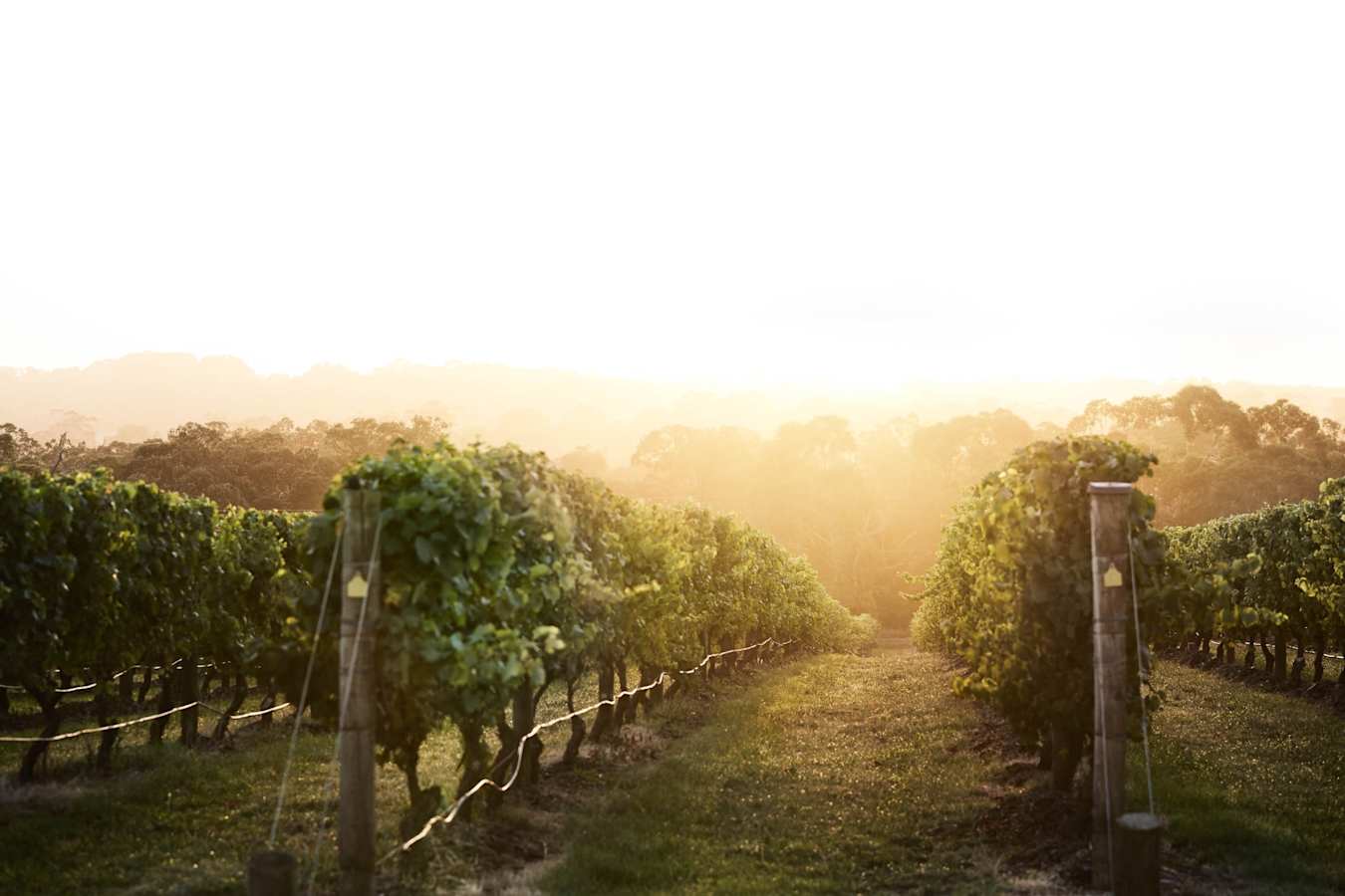 Vineyard - Jackalope Hotel