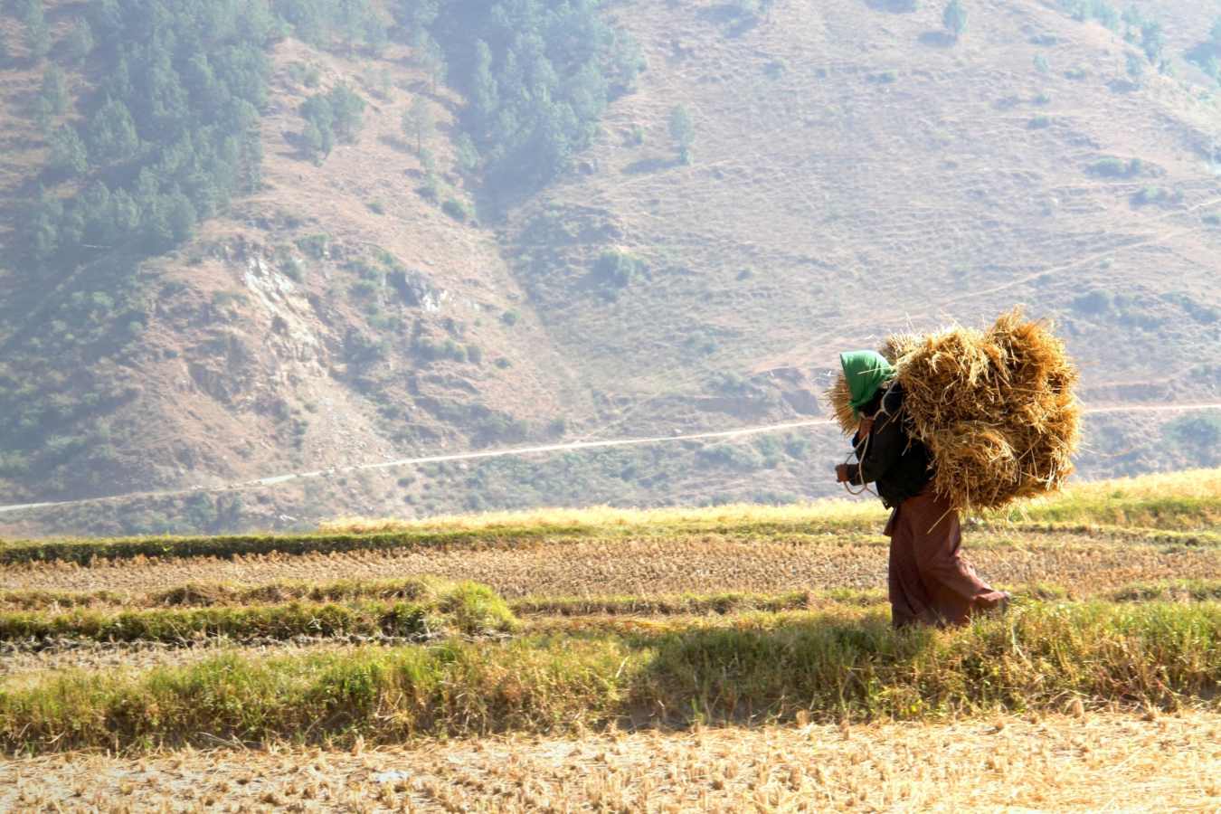 Woman in Rice Fields in Paro 