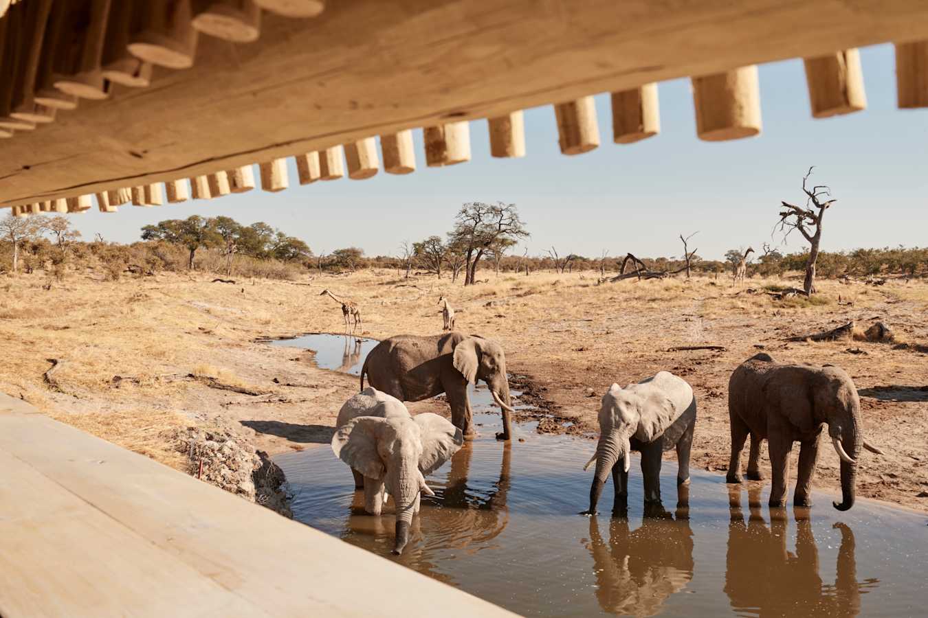 Elephants at the water hole  