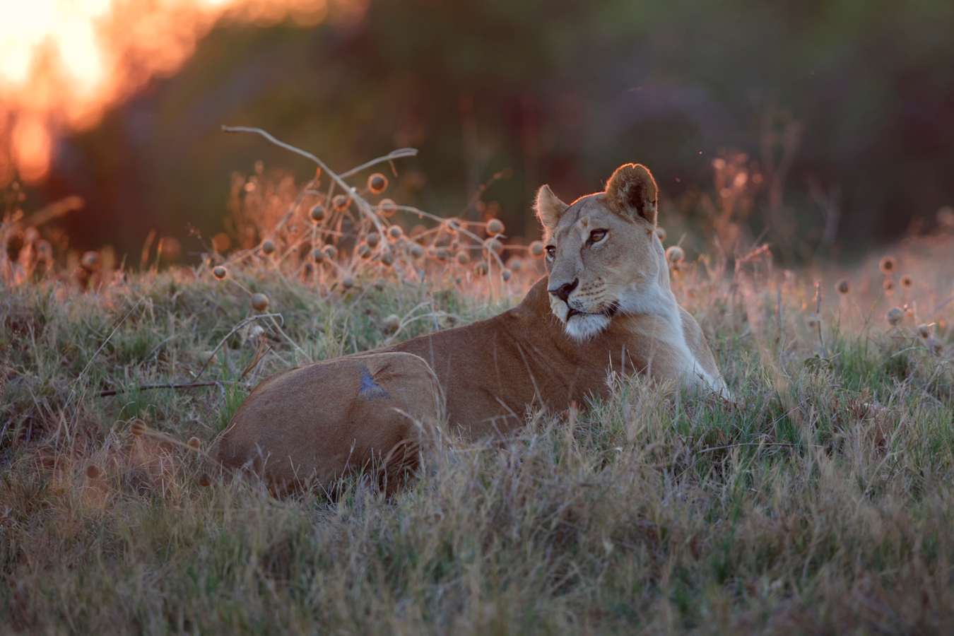 Lion 