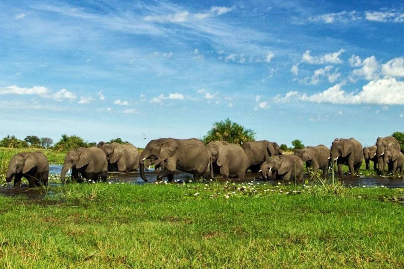 Elephant herd - Duba Plains