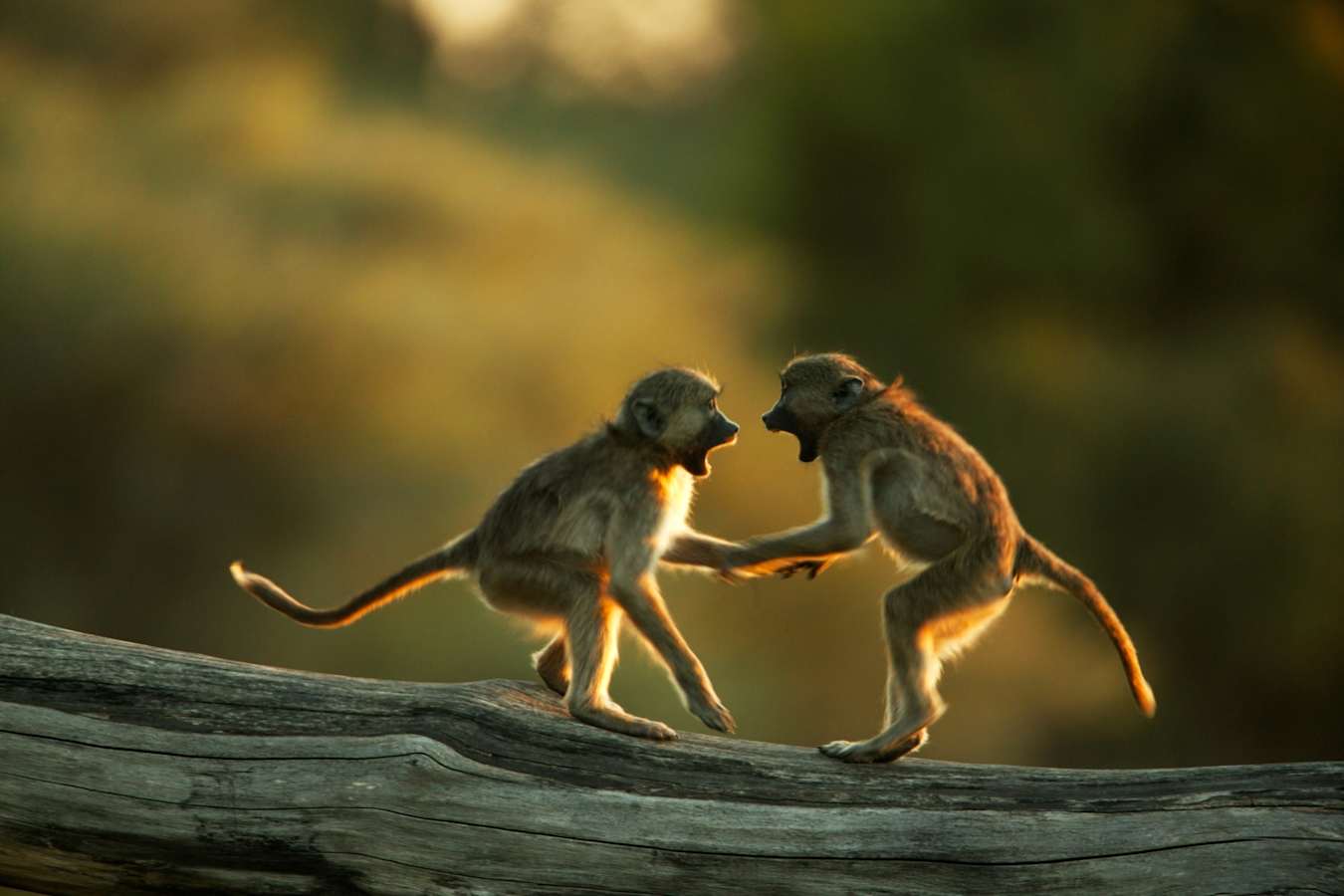 Baby baboons 