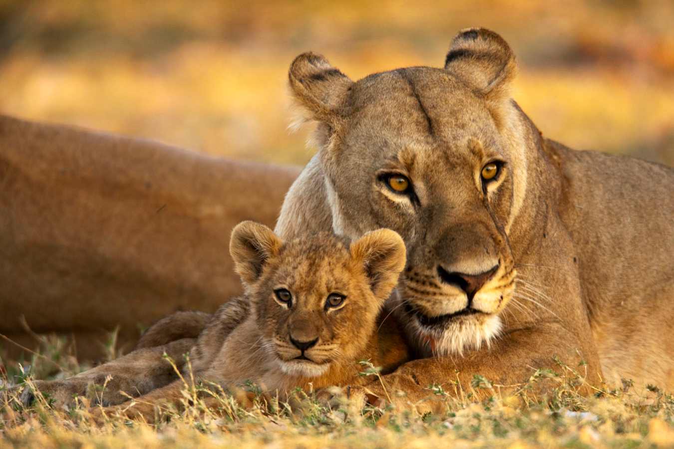 Lioness and cub 