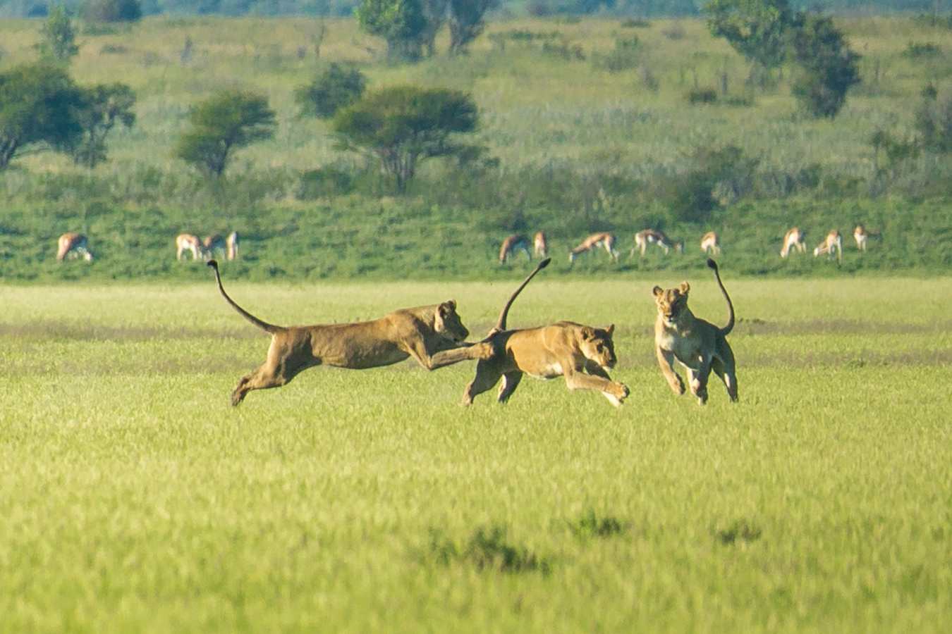 Lion in the Kalahari in Green Season  