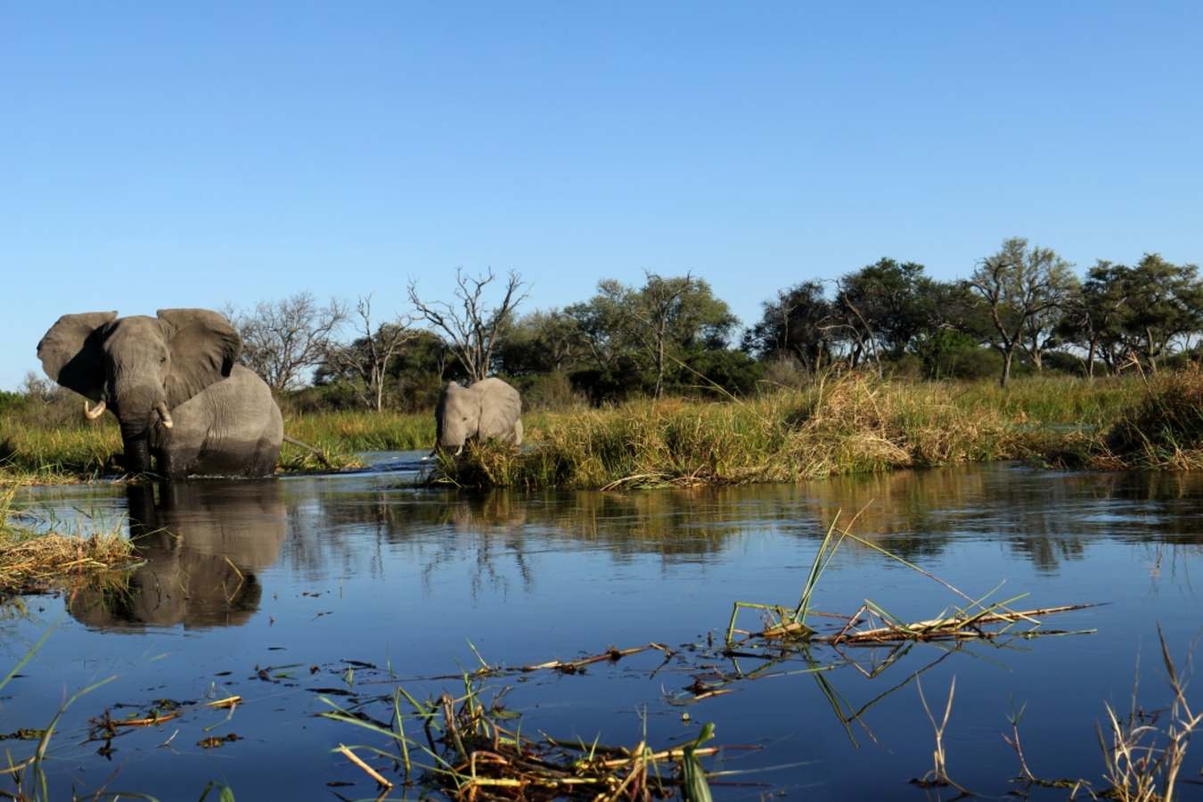 Elephants in water - Wild Botswana 