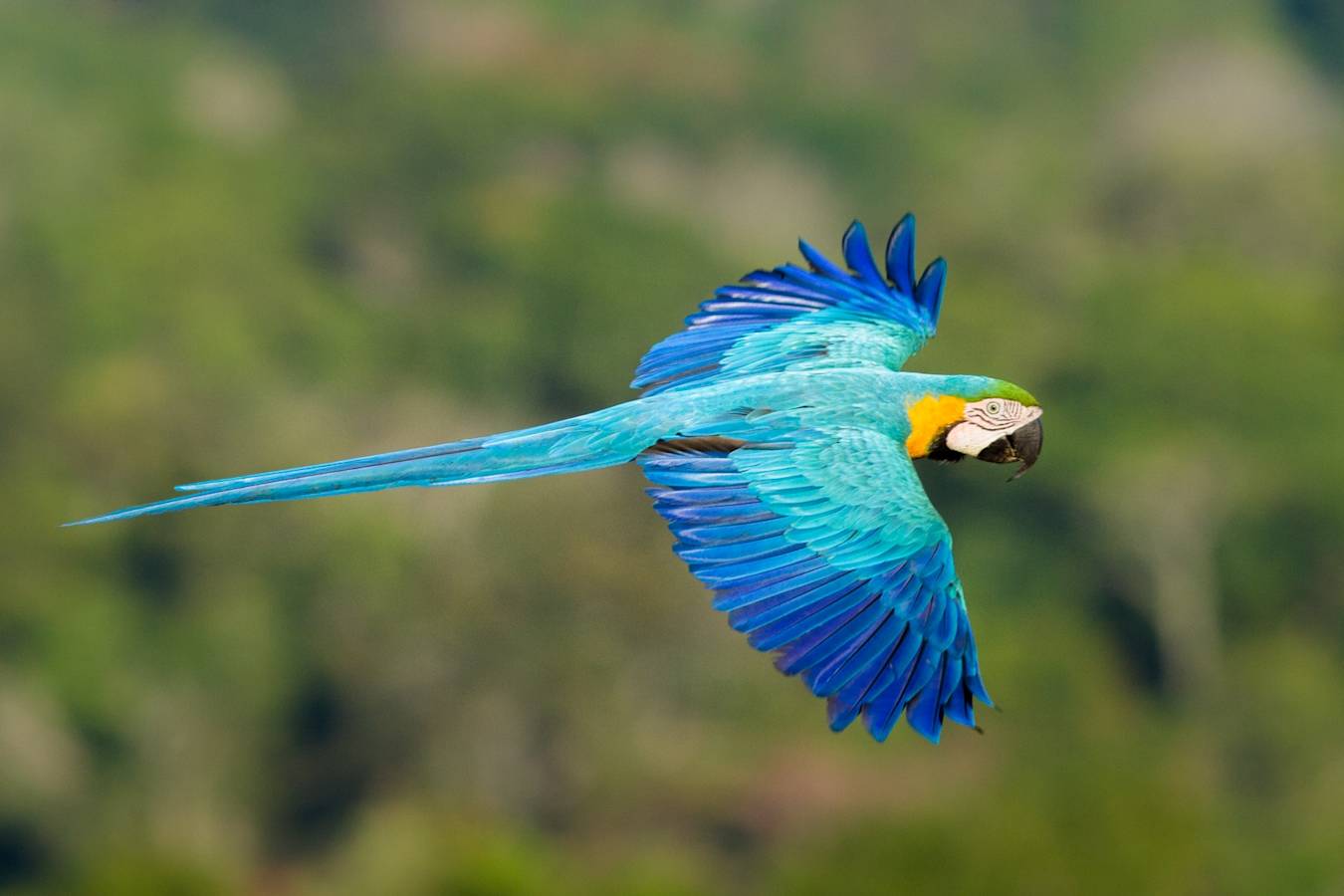 Macaw - Cristalino Jungle Lodge