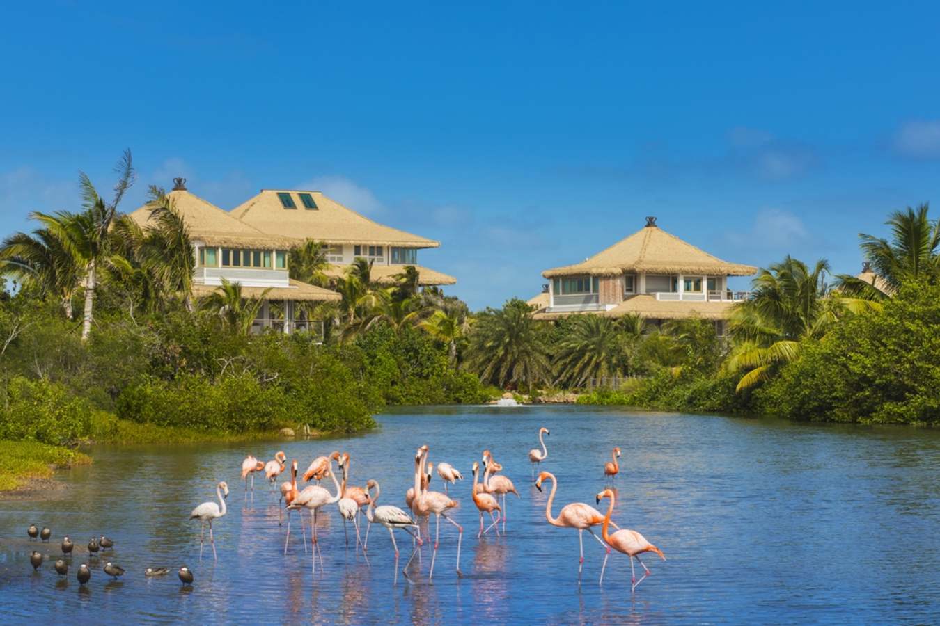Branson Estate Flamingo Pond 