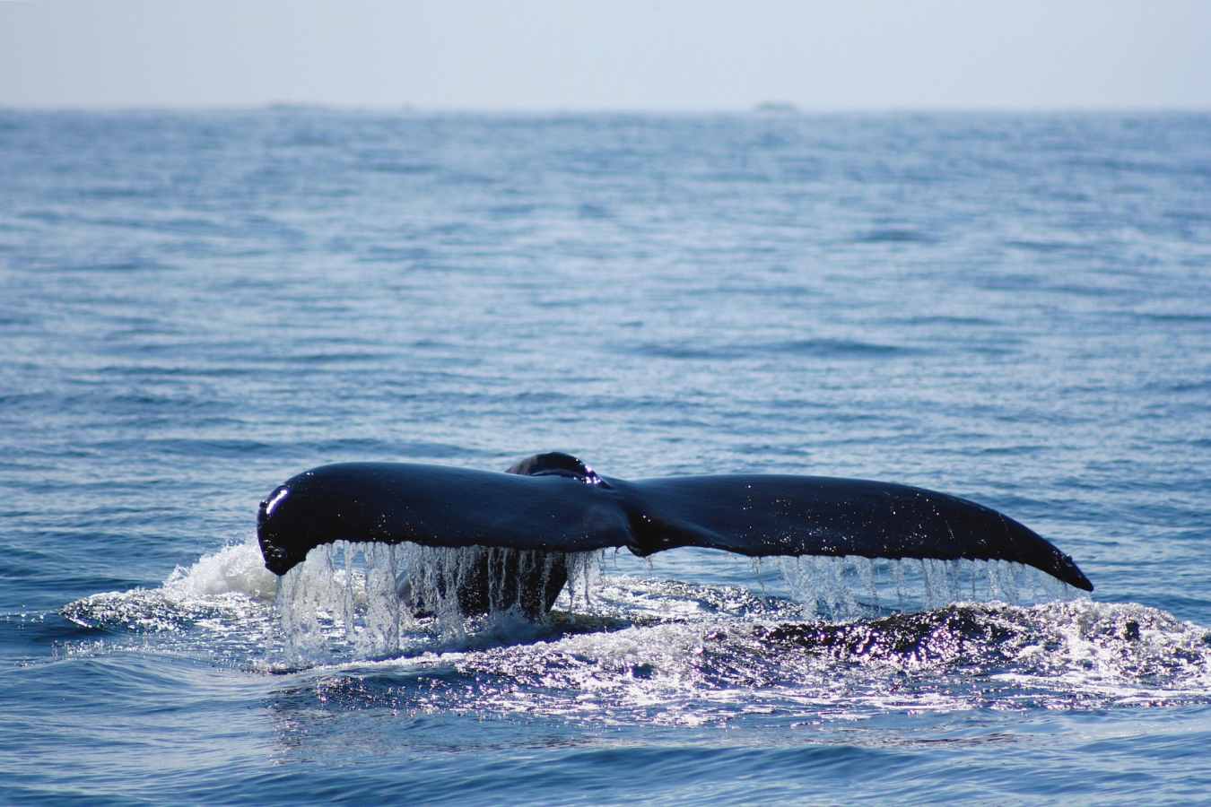 Whale Watching - Clayoquot Wilderness Lodge 