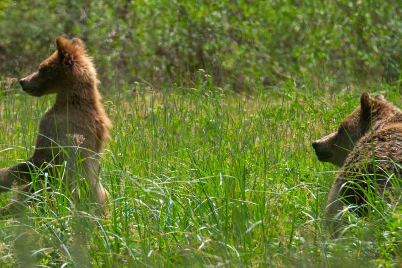 Grizzly Bears 