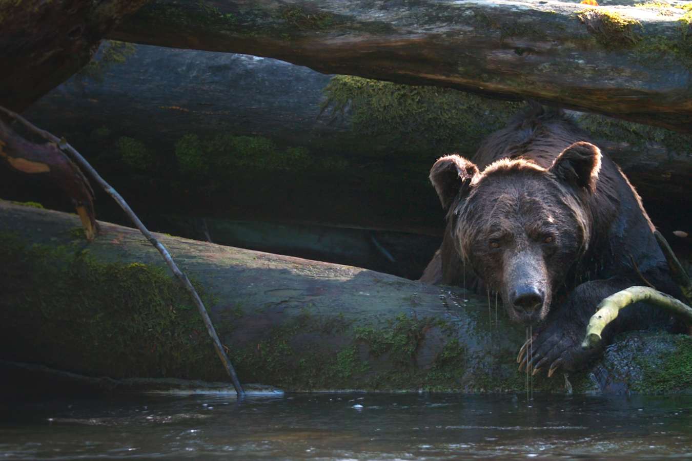 Grizzly Bear 