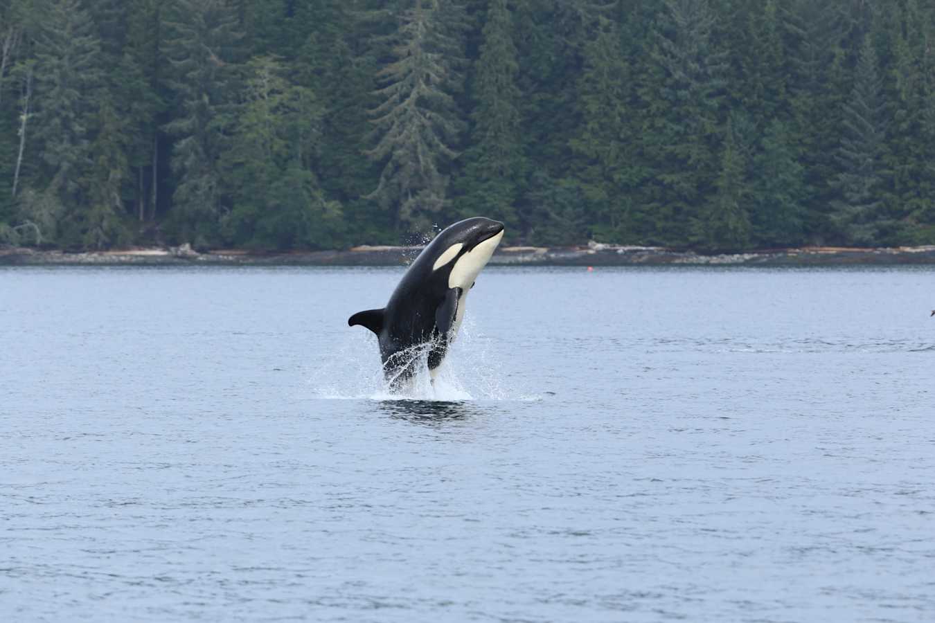 Orca Beach 