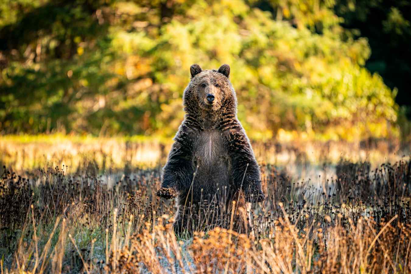 Grizzly Bear   